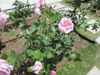 IMG_0609.JPG